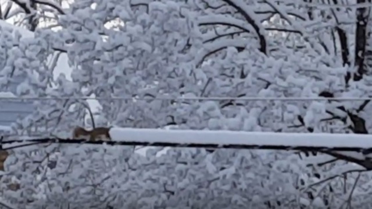 Video: Wenn ein Eichhörnchen plötzlich anfängt, Schnee zu schippen