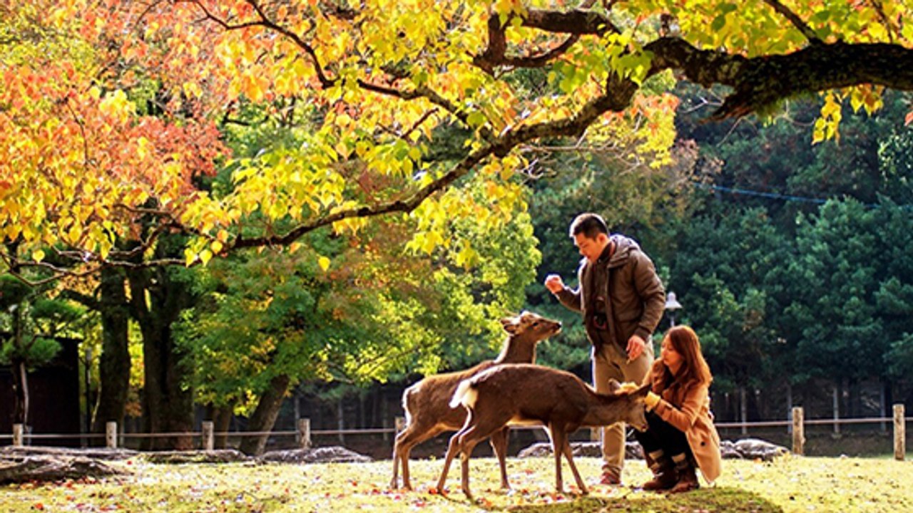 Nara: Stadt in Japan ist ein wahrhaftiges Paradies für Hirsche