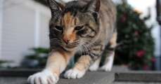 Milchtritt: Warum treteln Katzen mit den Pfoten?