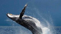 Japan trifft schwerwiegende Entscheidung mit verheerenden Folgen für die Wale