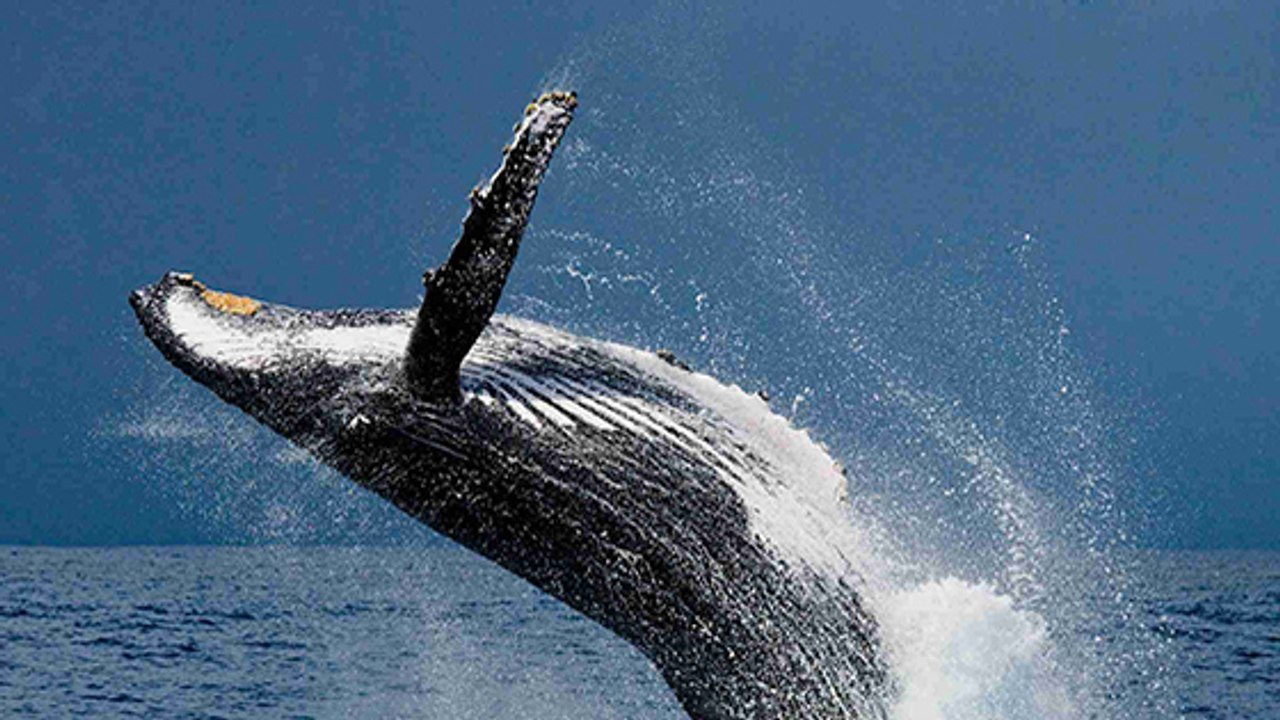Japan trifft schwerwiegende Entscheidung mit verheerenden Folgen für die Wale