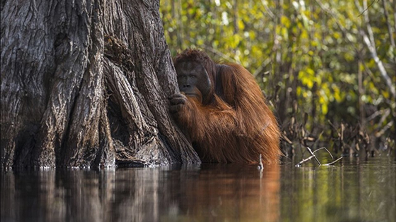 Nach diesem Video sollte niemand mehr Nutella kaufen