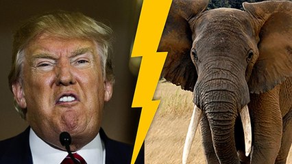 USA: Trump sorgt mit Entscheidung zu Elefanten-Trophäen für Kritik