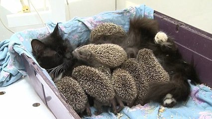 Katze säugt einen ganz speziellen Wurf
