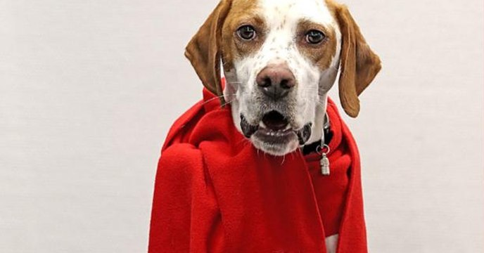 Fragwürdiger Tierversuch der Bild-Zeitung sorgt für Ärger