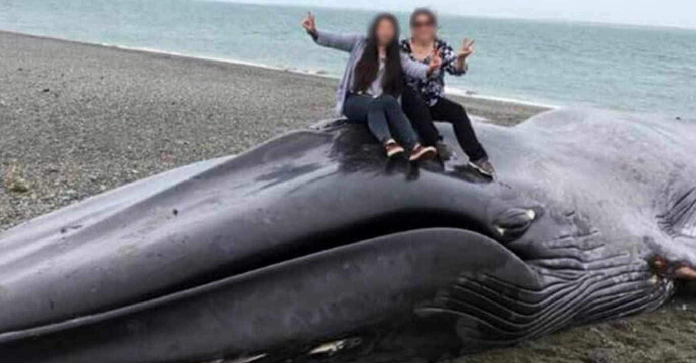 Ein Blauwal strandet und das Verhalten der Schaulustigen sorgt weltweit für Empörung