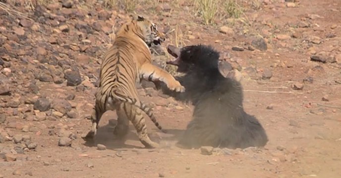 Spektakuläres Duell zwischen einer Lippenbärin und einem Bengalischen Tiger