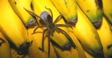 Lidl: Kundin entdeckt Giftspinne zwischen den Bananen. Ihre Reaktion geht um die Welt