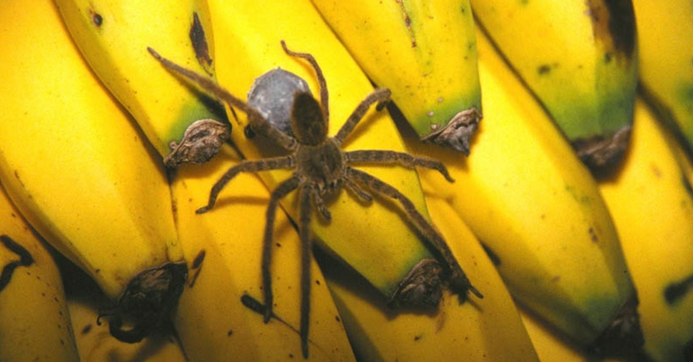 Lidl: Kundin entdeckt Giftspinne zwischen den Bananen. Ihre Reaktion geht um die Welt