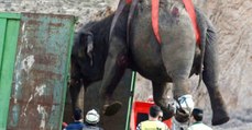 Nach Unfall: Dramatische Elefanten-Rettungsaktion, doch ein Happy End sieht anders aus!