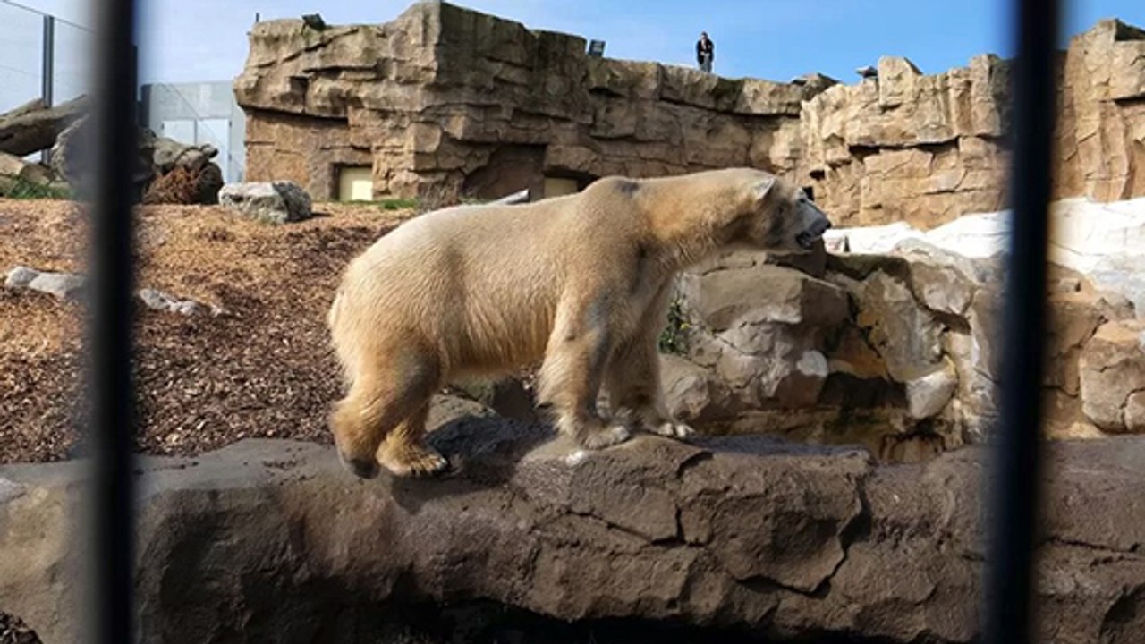Bilder von einem eisbär in südfrankreich lassen niemanden kalt