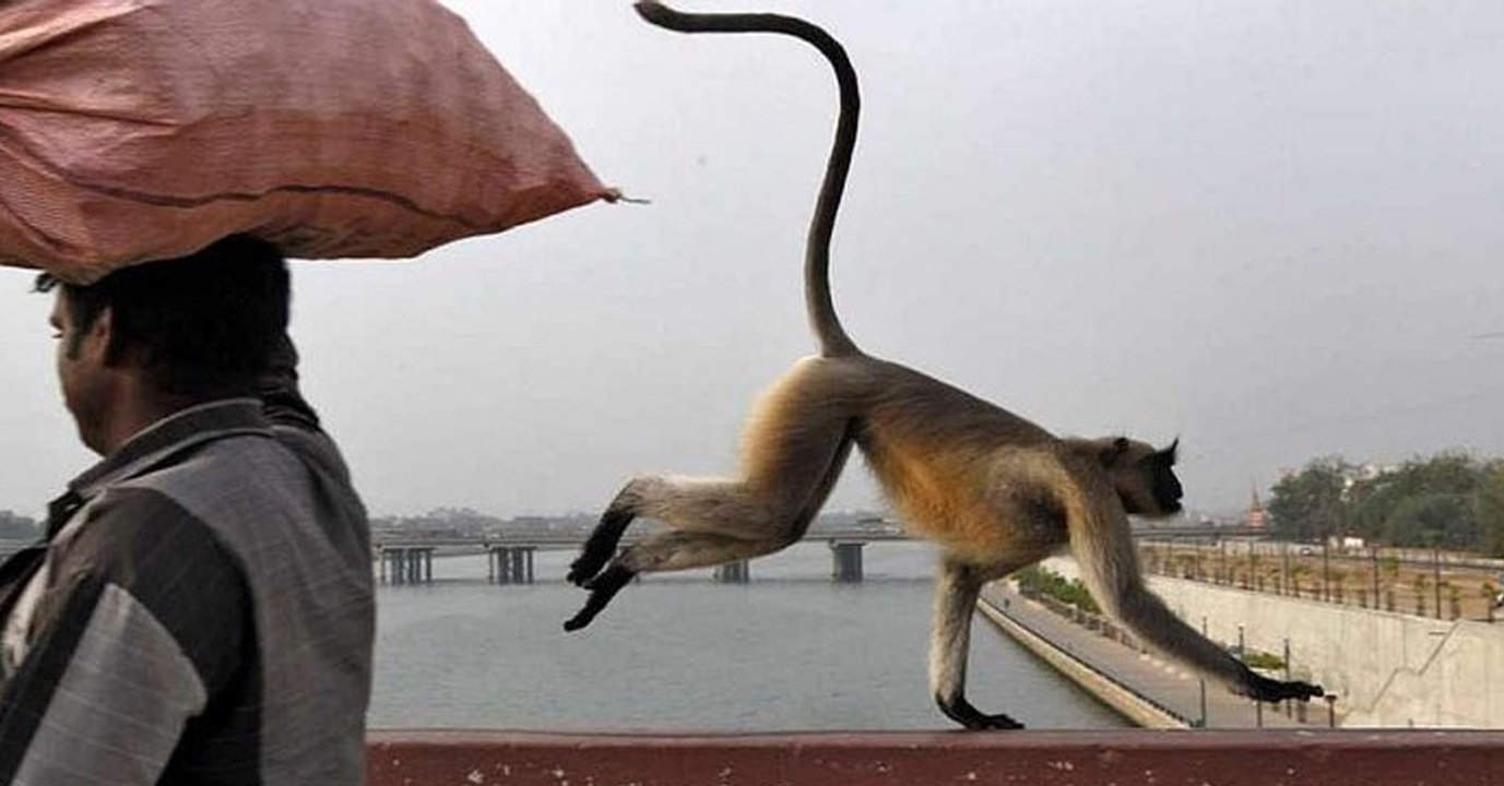 Affe entführt Baby in Indien: Das Kind soll tot sein