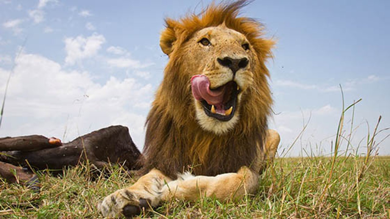 Löwen-Hunger: Grausiger Fund in Naturreservat in Südafrika