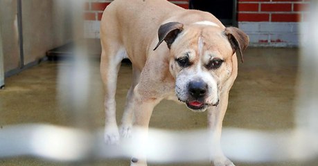 Chico: Muss der Kampfhund eingeschläfert werden?