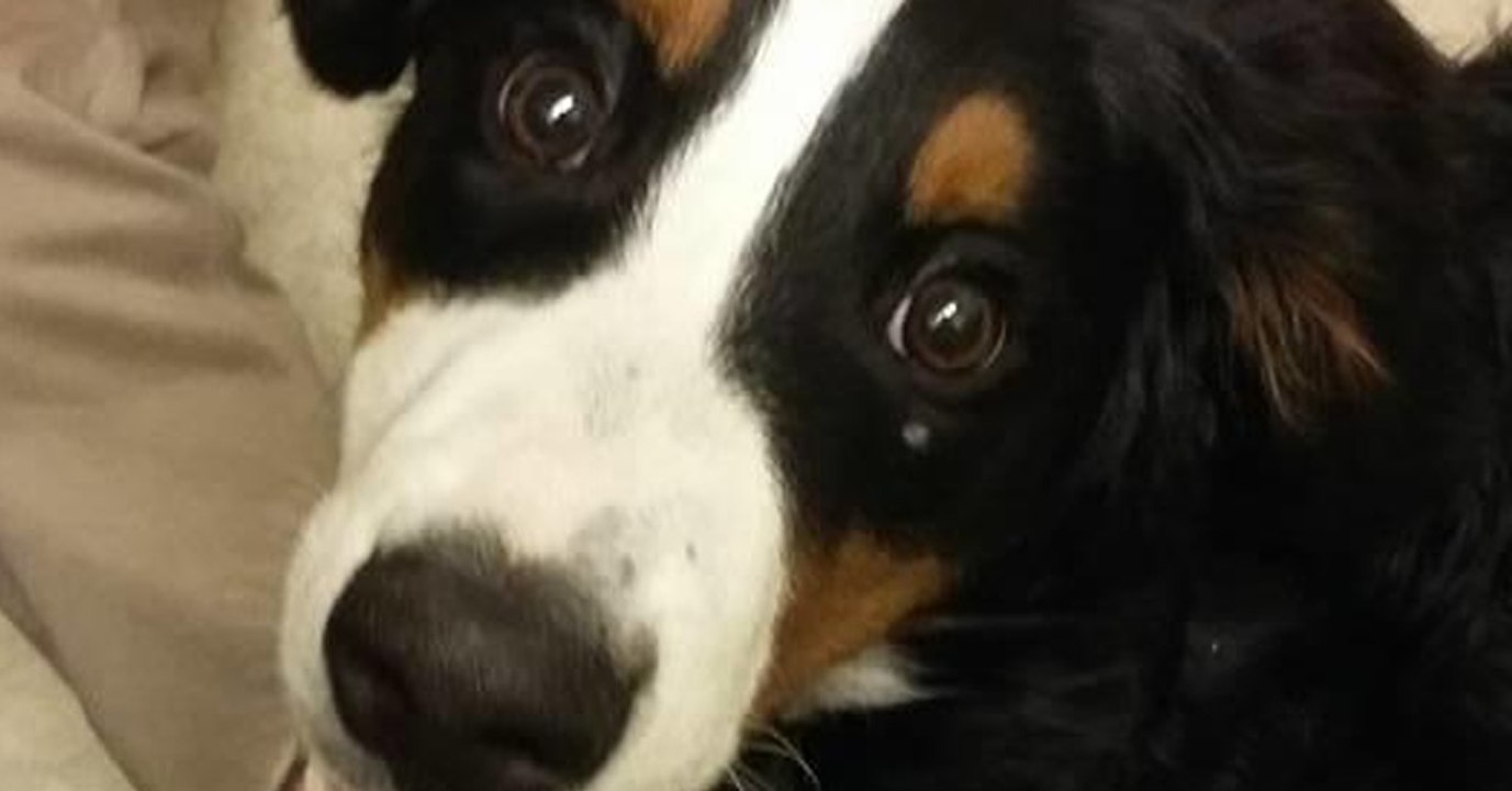 Alptraum beim Gassi-Gehen: Mann droht erst und begeht dann die Tat