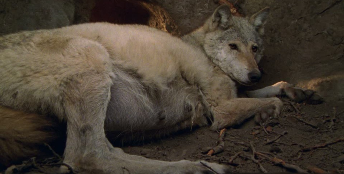 Große freude und endloses staunen nach wolfsgeburt in mexiko