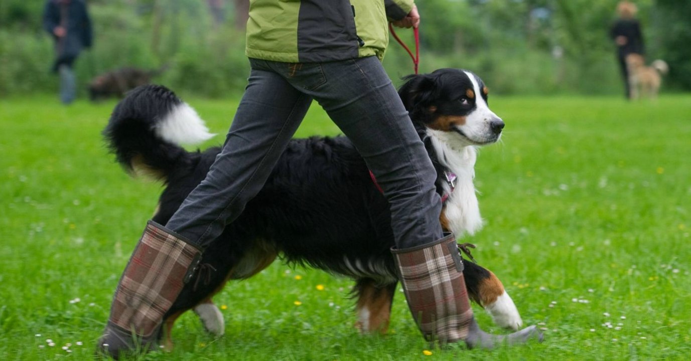 Hunde-Führerschein: Gründe dafür und dagegen, wo gibt es ihn?