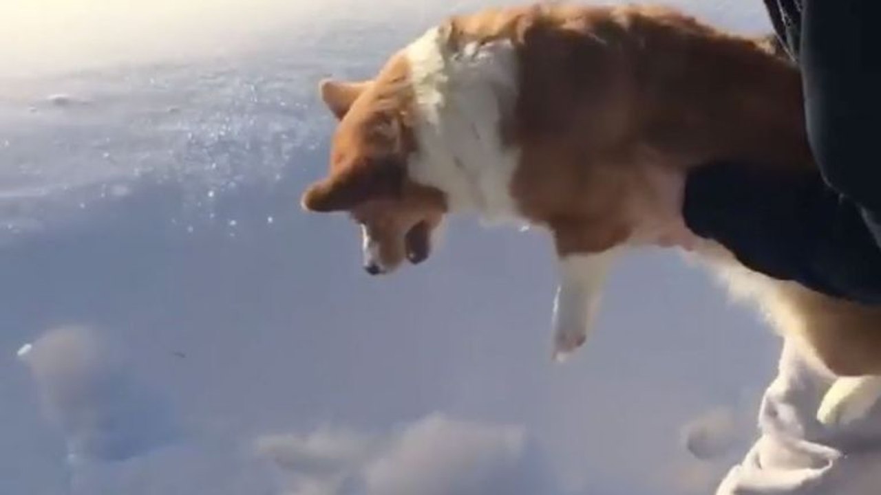 Corgi wird aus Flugzeug geworfen... Kann er das überleben?