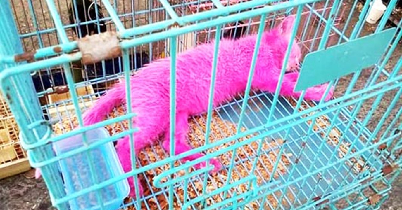 Mann färbt Kätzchen mit giftiger rosa Farbe, damit er es besser verkaufen kann