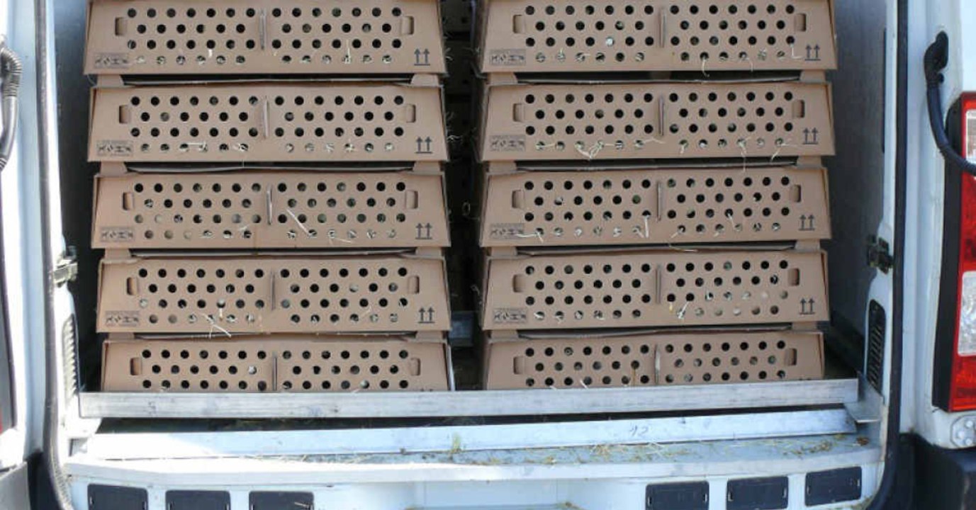 Polizei schlägt Alarm, als sie die Fracht dieses Transporters sieht und öffnet