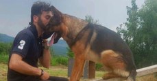 Schäferhund hat hunderte Menschenleben gerettet, doch jetzt schlägt das Schicksal zu
