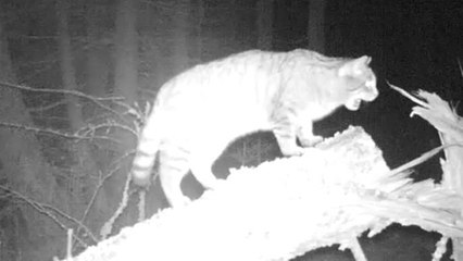 Faszinierende Kreatur im Wald beobachtet