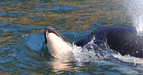 Was diese Schwertwal-Mutter mit ihrem toten Jungen macht, rührt zu Tränen