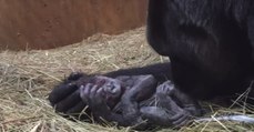 Ein Gorilla-Baby wird geboren! Die Aufnahmen berühren Millionen Menschen weltweit