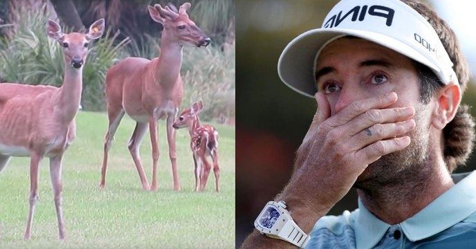Riesen-Aufregung auf Golfplatz, als sich gefährliches Tier auf einmal nähert