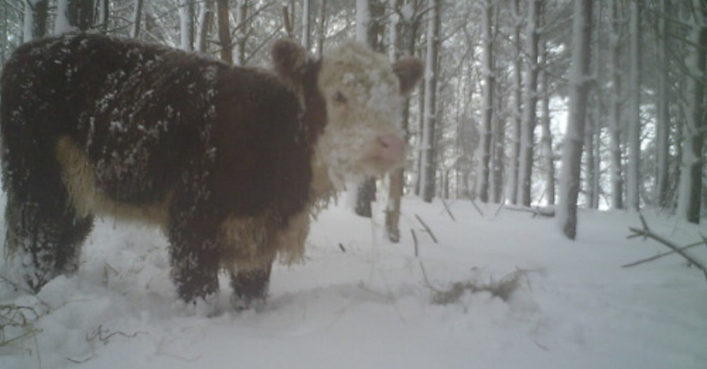 Kalb flüchtet vor schlachter in den wald: sein schicksal ist bewegend