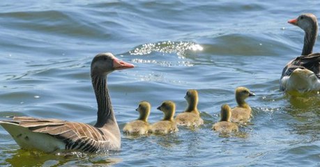 Am Badesee: Abartiges Verhalten gegen Gänse endet mit Polizei-Einsatz