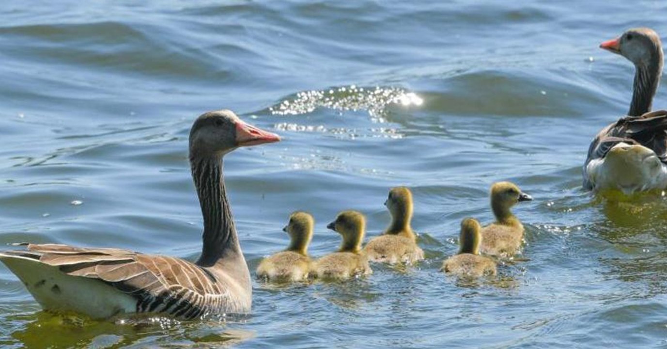 Am Badesee: Abartiges Verhalten gegen Gänse endet mit Polizei-Einsatz