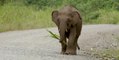 Nachricht von sechs Zwerg-Elefanten treibt uns die Tränen in die Augen