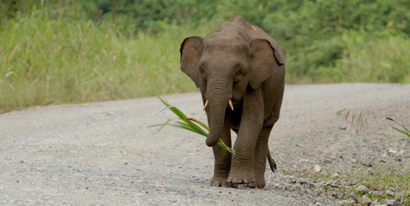 Nachricht von sechs Zwerg-Elefanten treibt uns die Tränen in die Augen