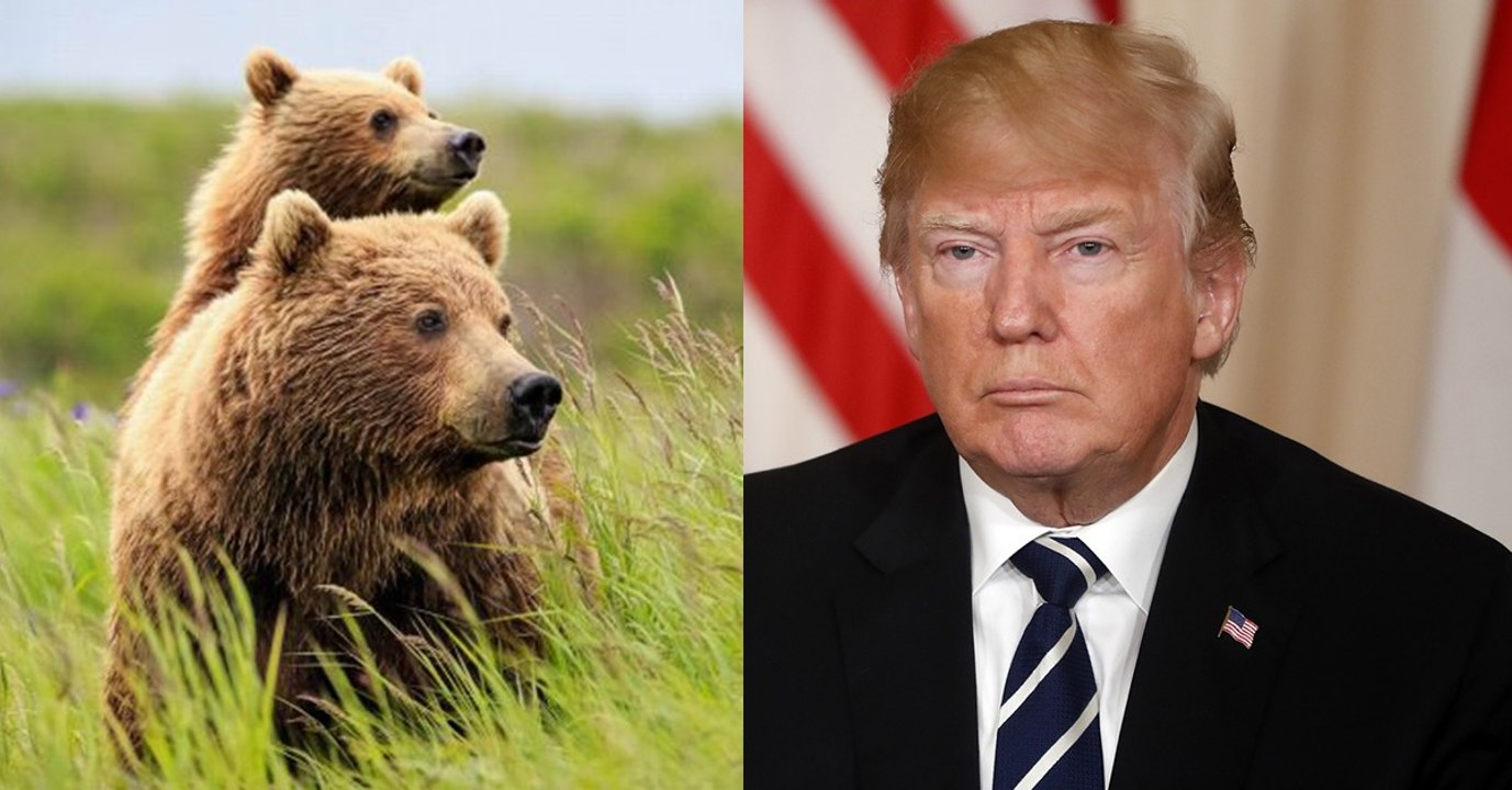 Donald Trump plant Grausames mit Jungbären und Wolfsjungen