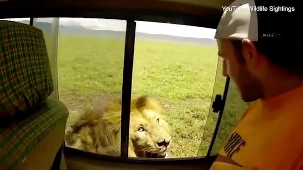 Ein lebensmüder Tourist versucht auf einer Safari, einen Löwen zu streicheln