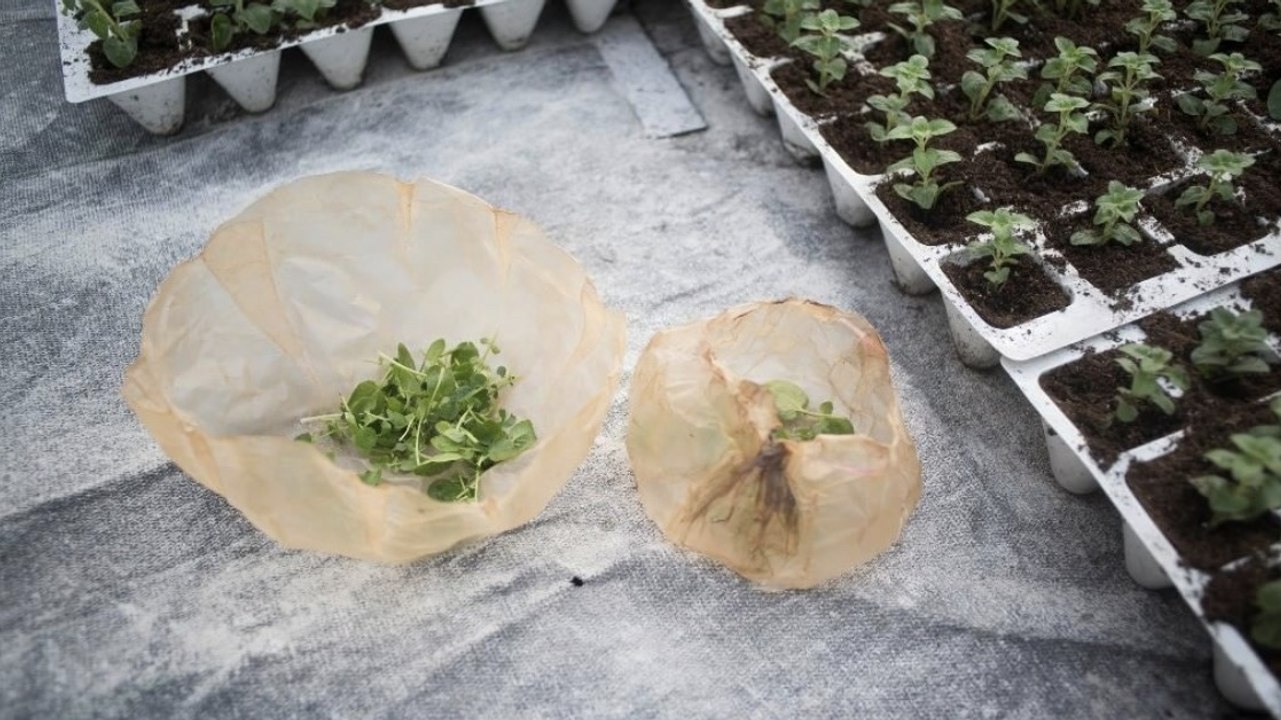 Sie pflanzt Gemüse im Garten, doch dann wächst etwas Merkwürdiges außenrum