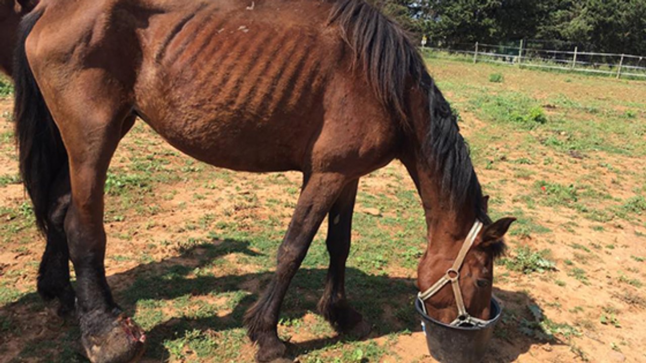 In letzter minute: tierschützer retten elf pferde in jämmerlichem zustand