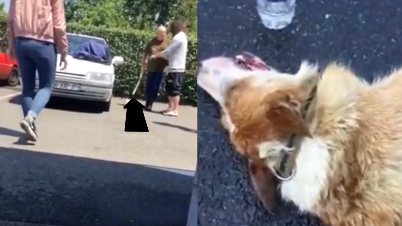 Autofahrer lässt Hund in praller Sonne im Auto: Dann will er sich an den Rettern rächen!