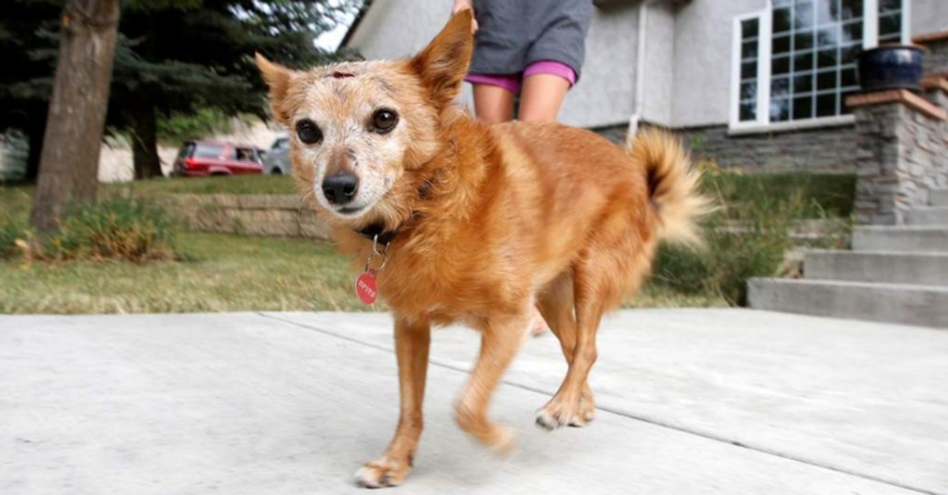 Sie geht mit ihrem Hund Gassi. Plötzlich ist er voll von Blut!