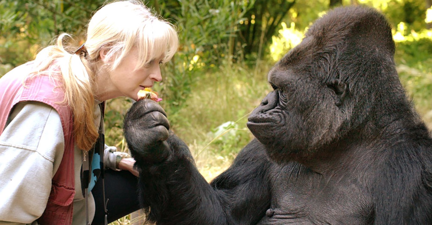 Gorilla-dame koko beherrschte die zeichensprache
