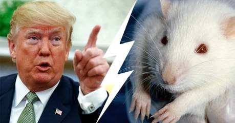 Tierversuche: USA treffen jetzt radikale Entscheidung!