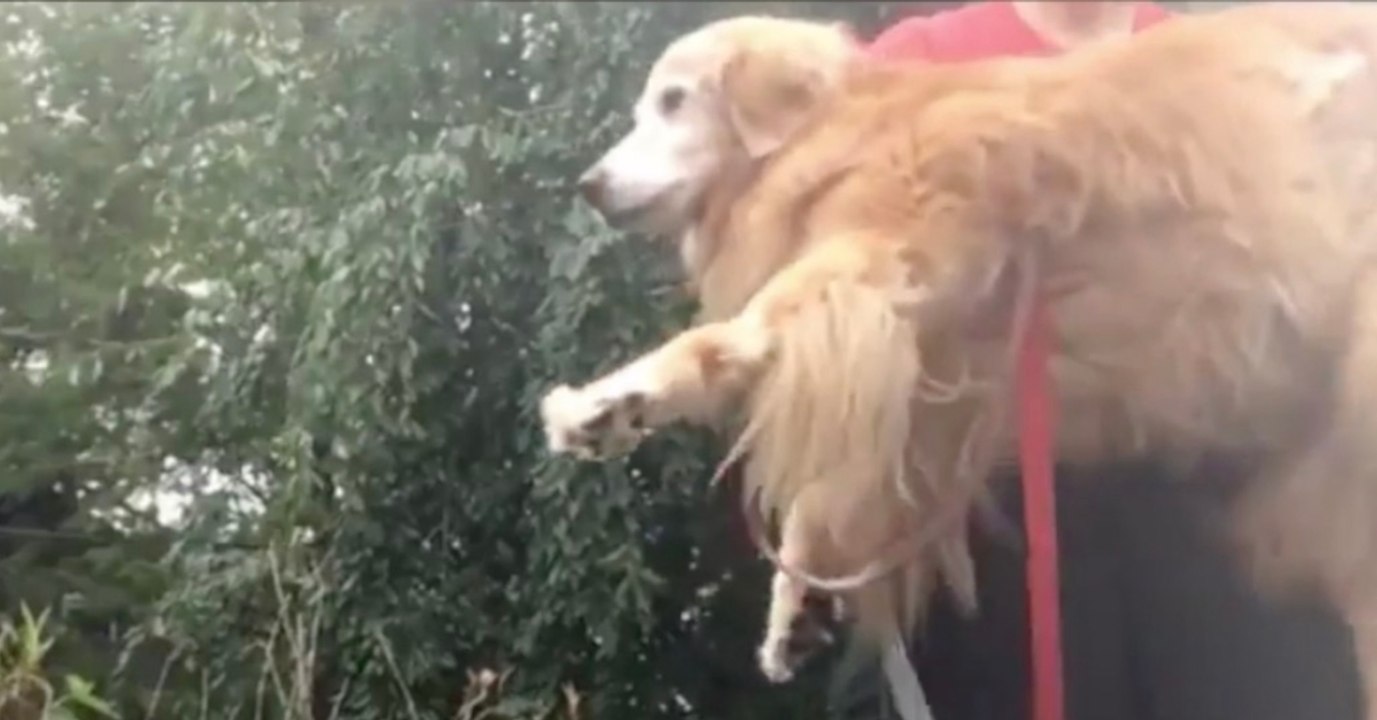 Als ihre alte Hündin nicht mehr laufen kann, packt sie sie in den Wagen...