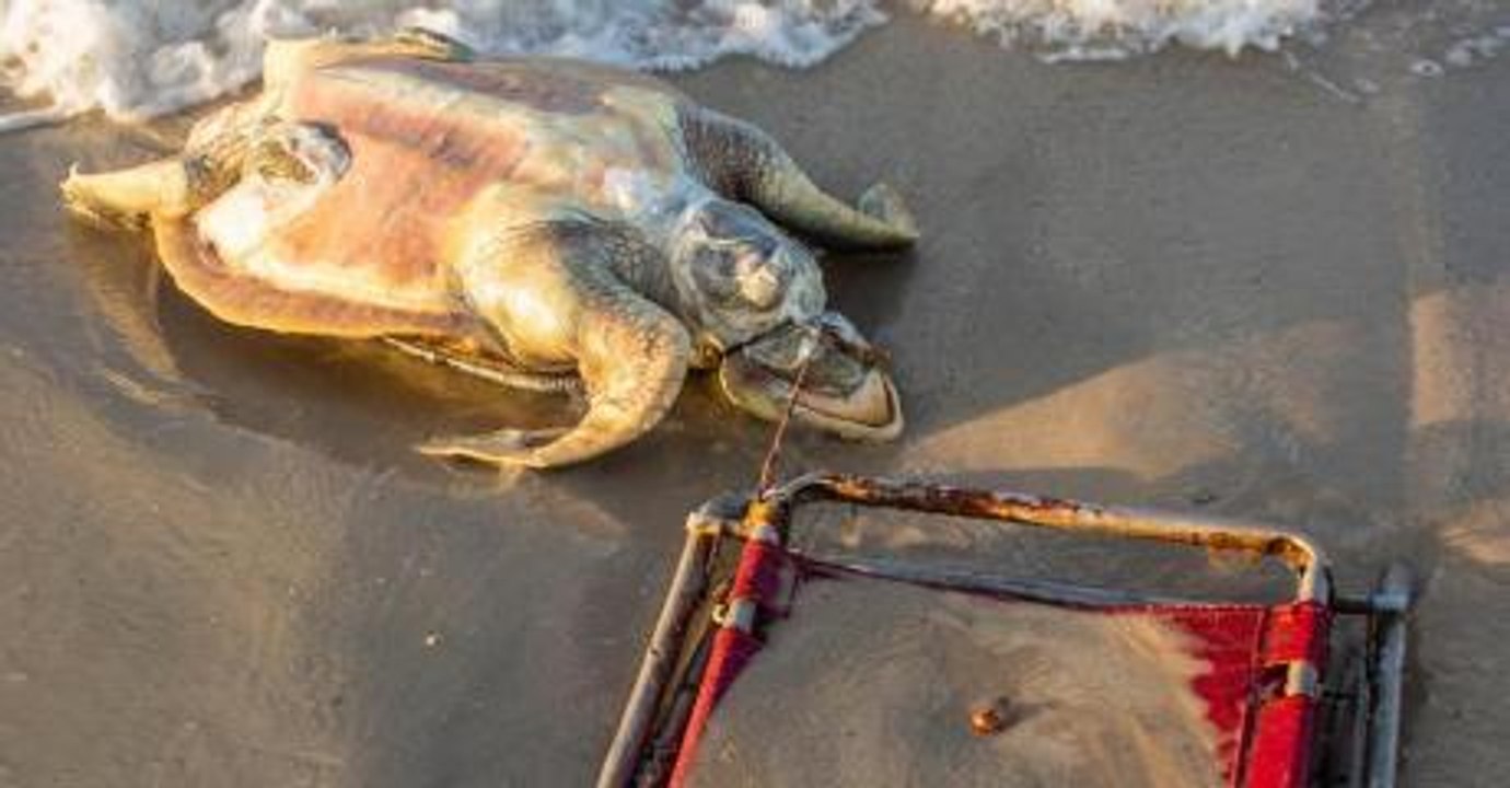 Durch menschliche dummheit verendet eine vom aussterben bedrohte schildkröte am strand