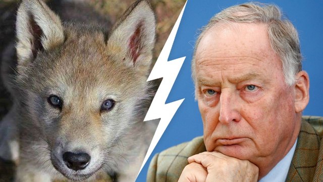 Nach Flüchtlingen: Jetzt will die AfD den Wölfen an den Kragen