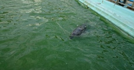 Tierschützer dringen heimlich in stillgelegten Marine-Park in Japan ein