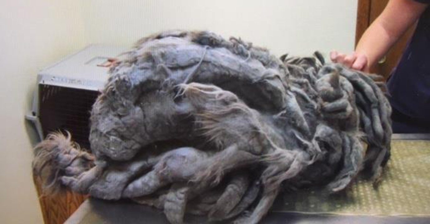 Was sich unter diesem komplett zerzausten Fellbündel versteckt, macht Tierpfleger sprachlos