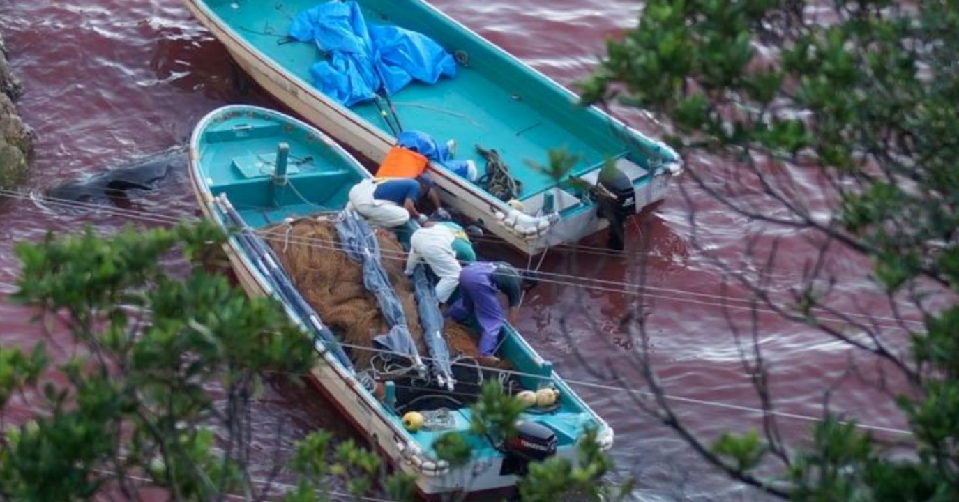 „Blutbucht“ in Japan: Tierschützer decken grausame Tradition auf