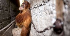 Tierschützer entdecken angekettetes Orang-Utan-Baby: Der Grund macht sie sprachlos