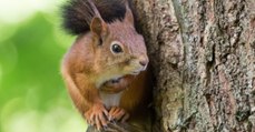 Eichhörnchen in Gefahr: So kannst du helfen, bevor es zu spät ist
